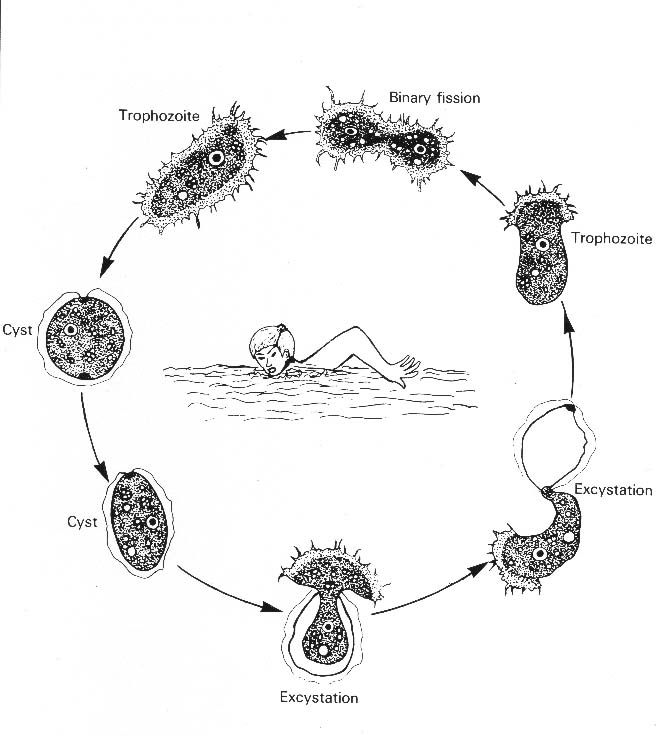 lifecyclyAcanthamoeba.jpg (69231 ֹ(ji))